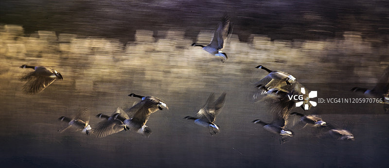 宾夕法尼亚州埃克斯顿公园金光中飞翔的鹅群全景图片素材