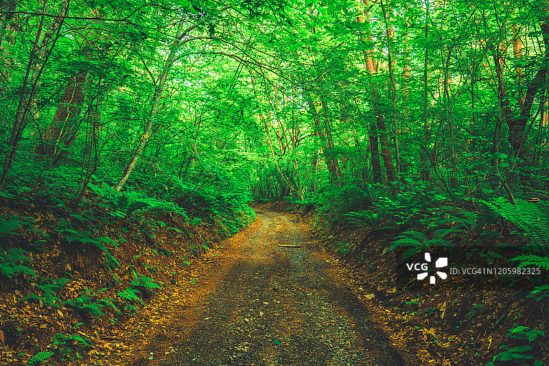 森林徒步小径图片素材