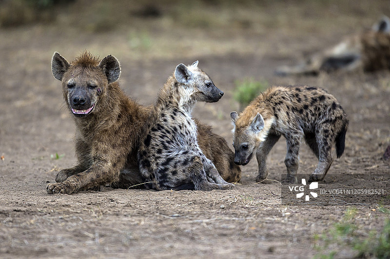 在马赛马拉与幼崽嬉戏的成年斑鬣狗图片素材