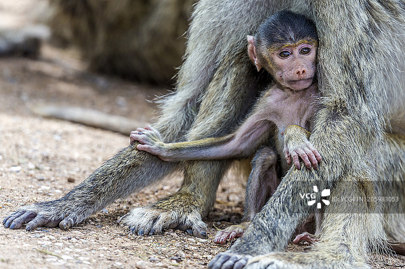 马赛马拉的狒狒幼崽图片素材