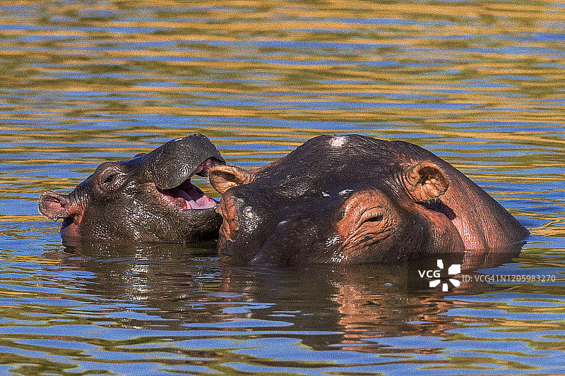 在马赛马拉，河马妈妈和小河马图片素材