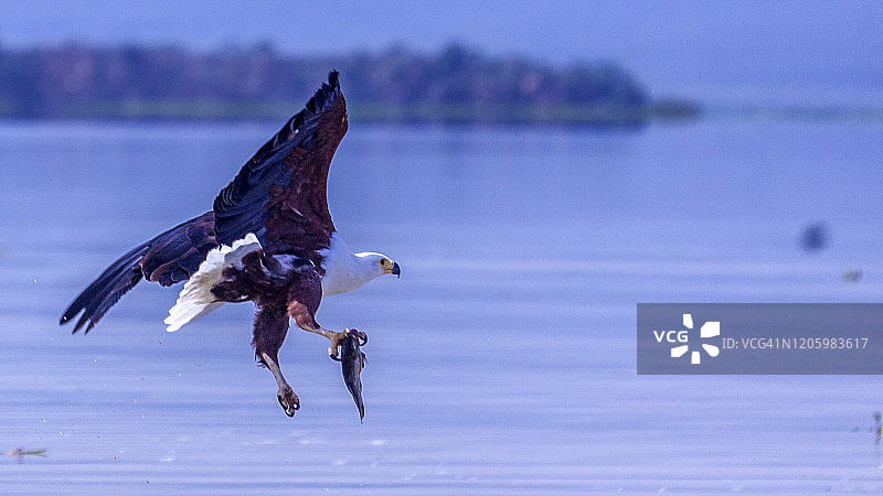 非洲鱼鹰在肯尼亚巴林戈湖捕鱼图片素材