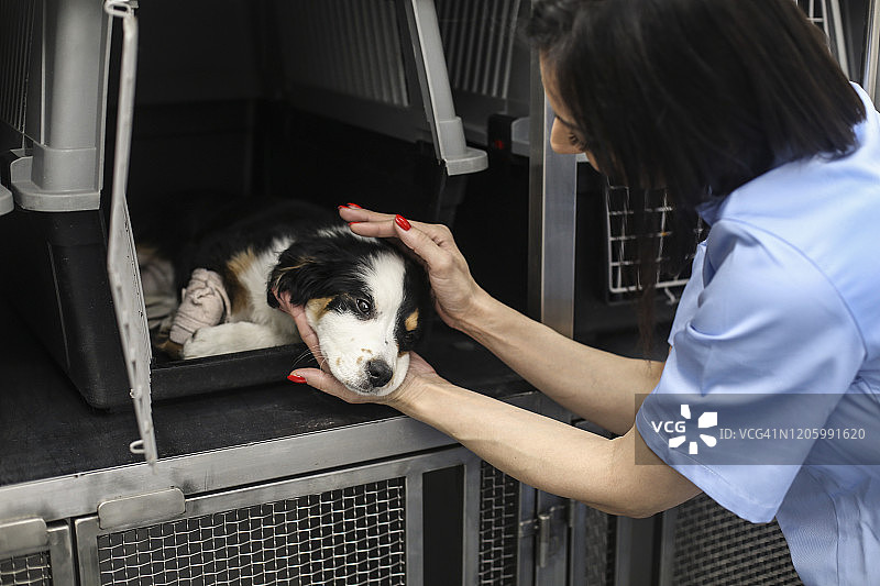 照顾生病的狗图片素材