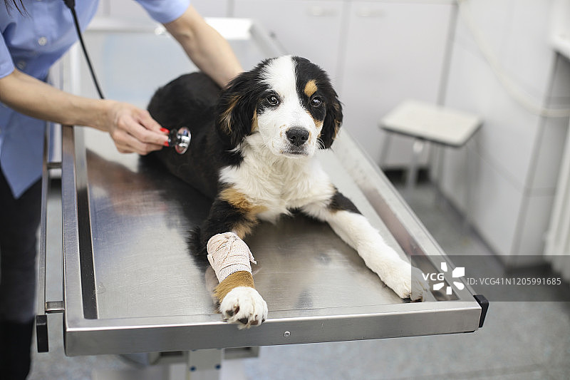 接受医学测试的狗图片素材