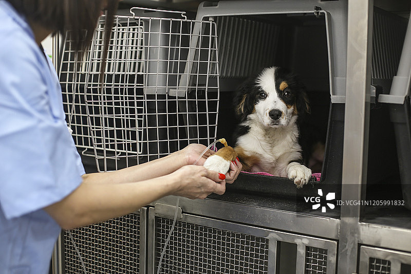 用于狗的静脉滴注图片素材