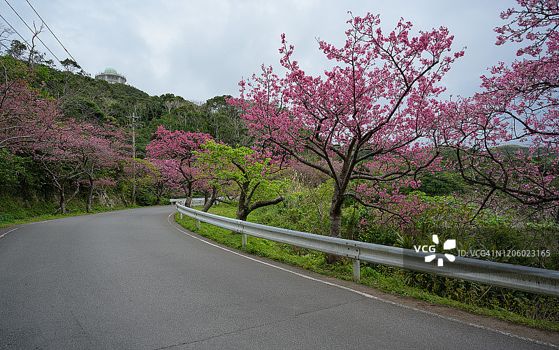 八重岳的樱花，冲绳最早的樱花花期图片素材