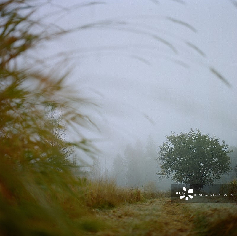 蒙大拿州苹果树图片素材