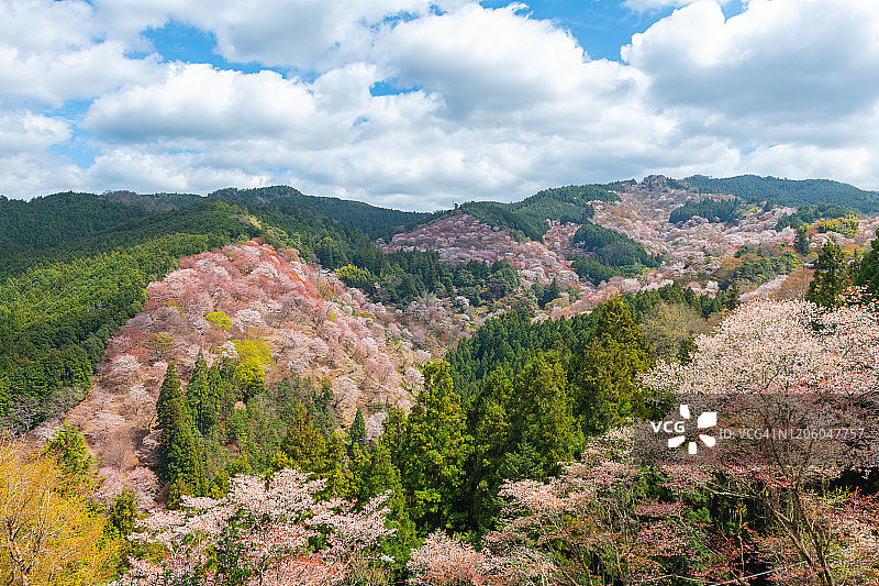 中国奈良县吉野山盛开的樱花图片素材
