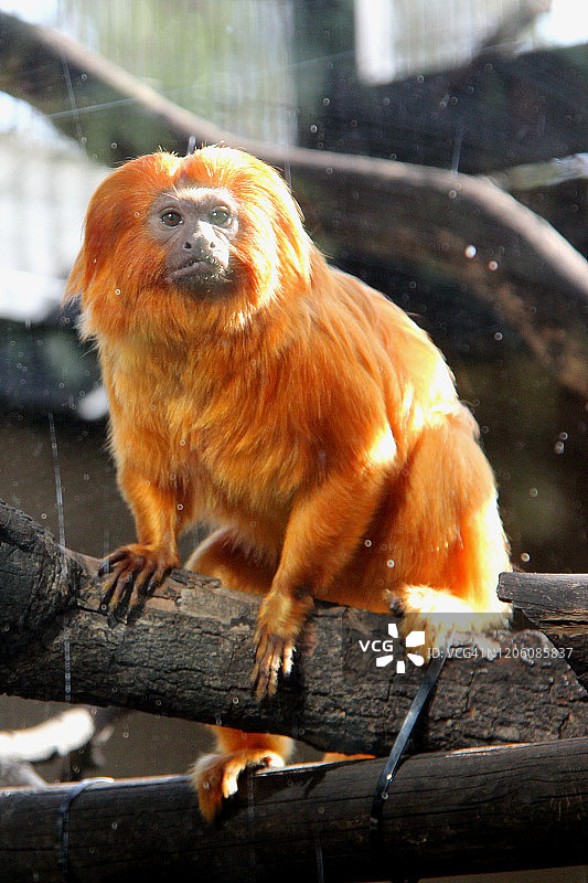 金狮狨图片素材