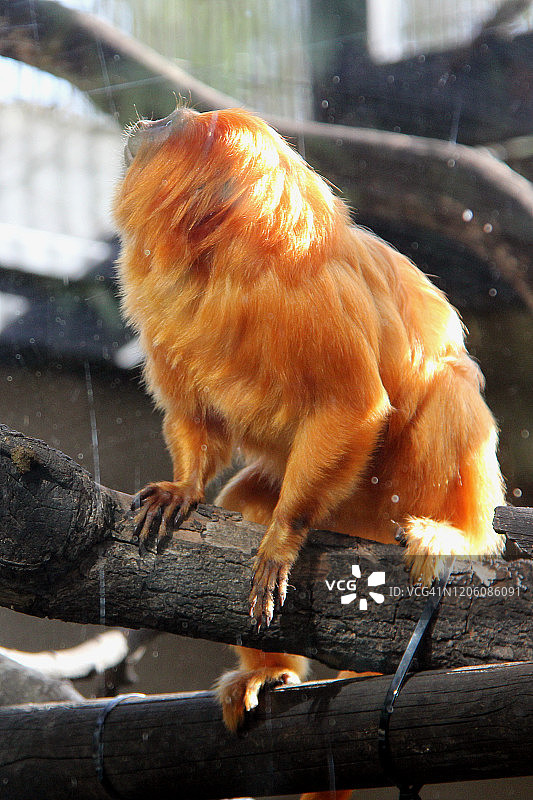 金狮狨图片素材