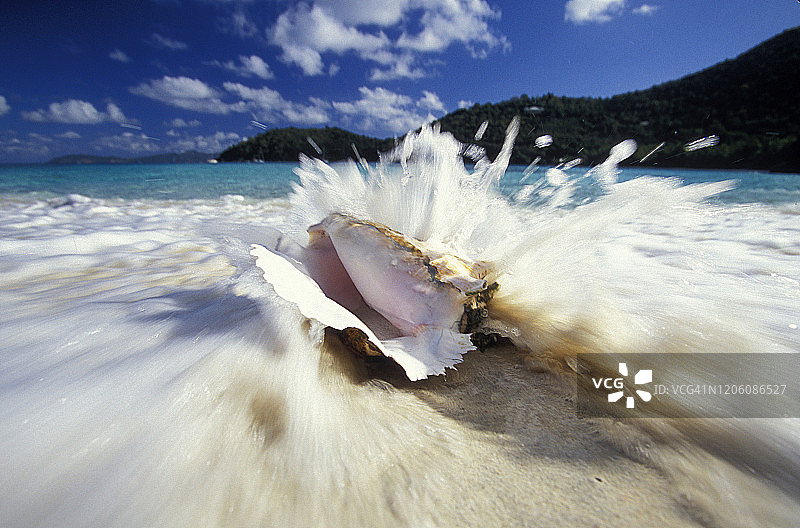 加勒比海岛屿上的海浪拍打着海螺壳图片素材