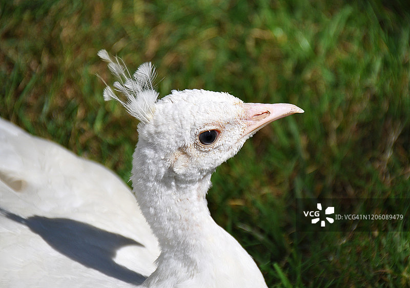 白色孔雀头部图片素材