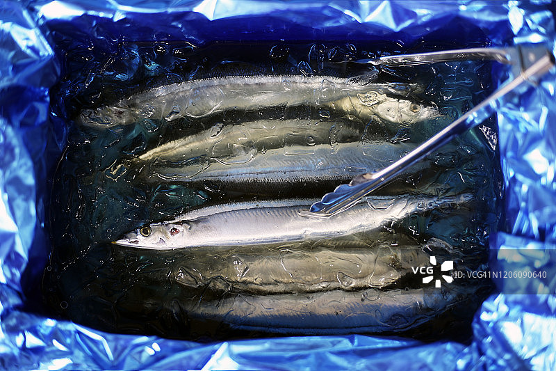 冰水中的太平洋竹刀鱼图片素材