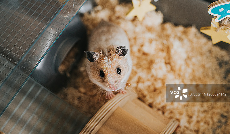 笼子里的仓鼠图片素材