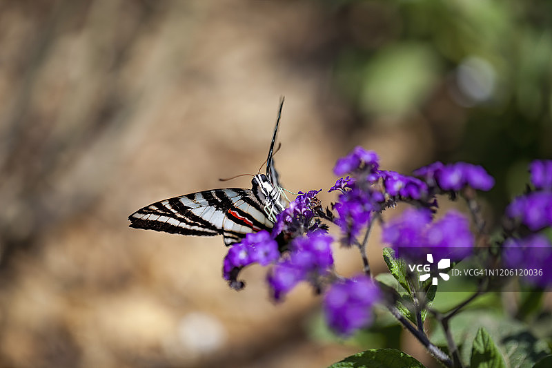 花朵上的燕尾蝶图片素材