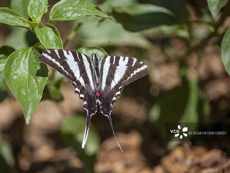 花朵上的燕尾蝶图片素材