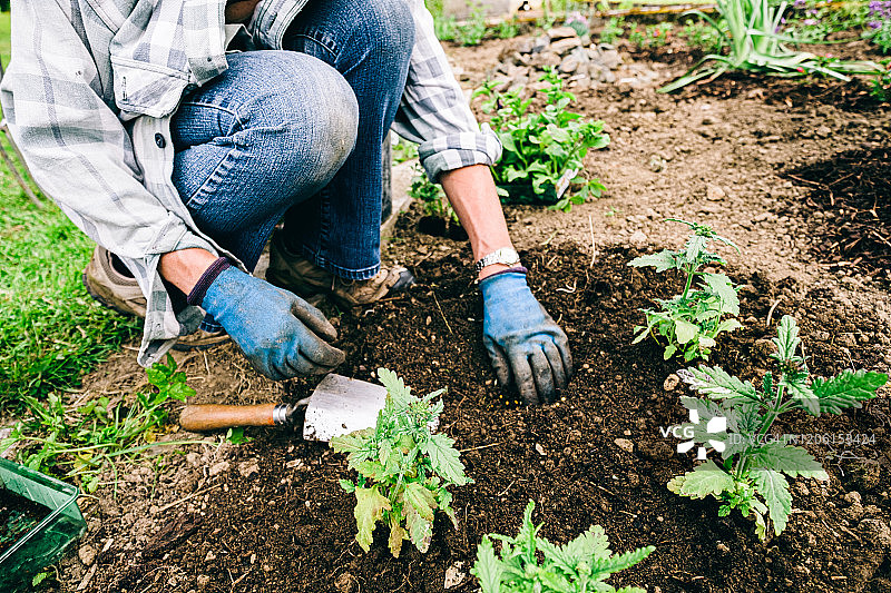 健康的植物和良好的土壤，只需要阳光和水图片素材
