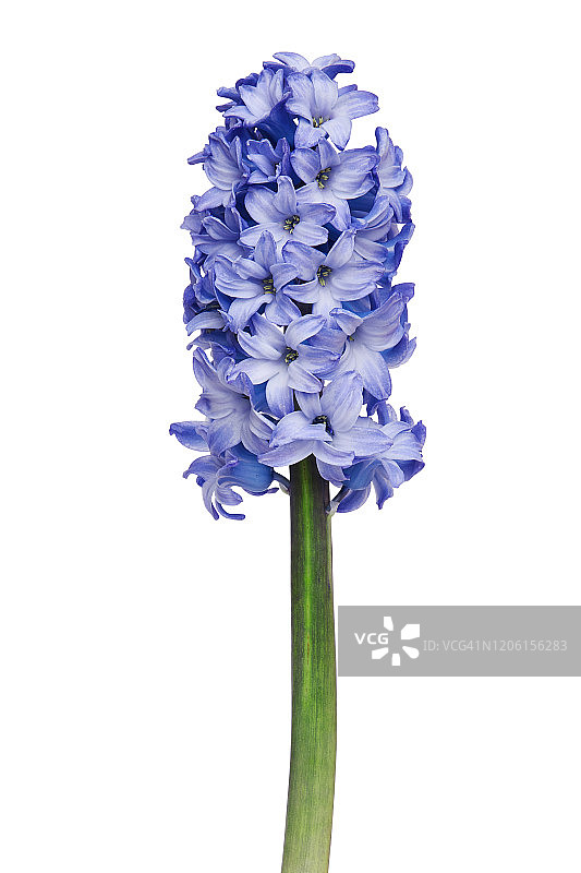 白色背景上孤立的风信子花图片素材
