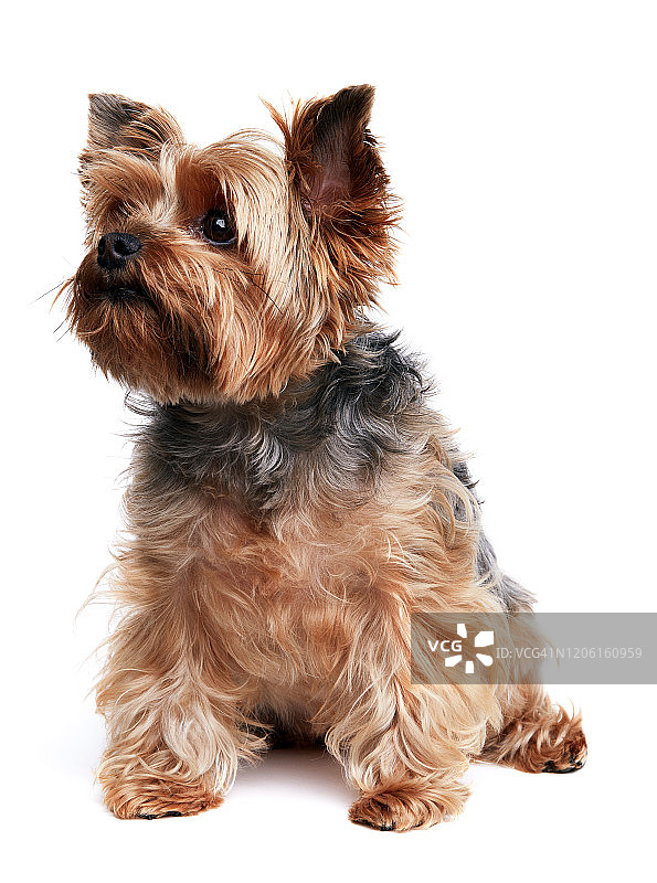 白色背景上的约克夏梗犬图片素材