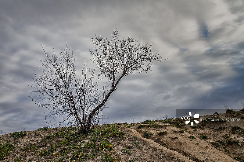 冬日里的小树图片素材