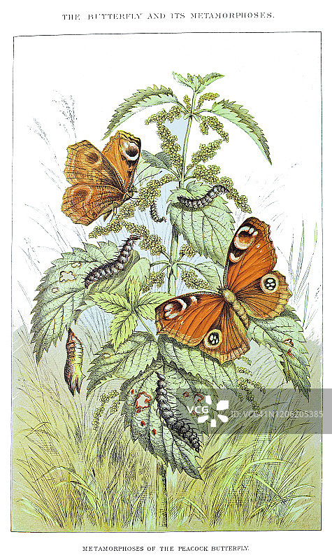 蝴蝶及其变态的古老雕刻插图。古董插图，1894年出版的流行百科全书。此艺术品的版权已过期图片素材