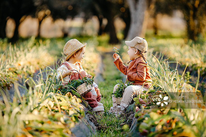 两个小女孩在摘草莓图片素材