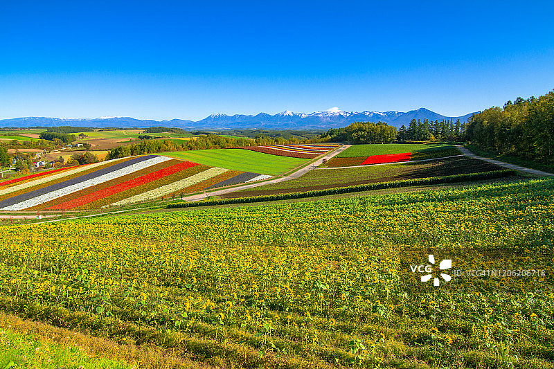 日本北海道富良野花田风光图片素材