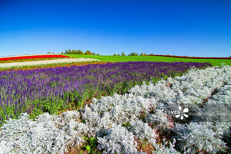 日本北海道富良野花田风光图片素材