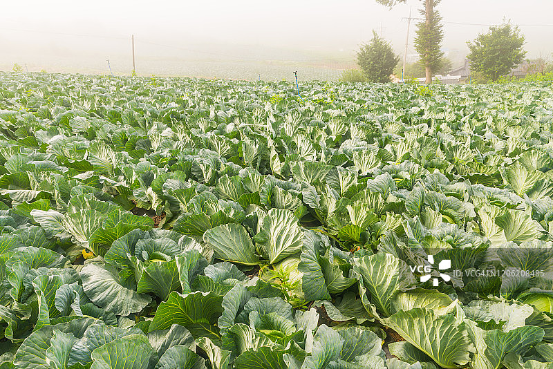 雾日韩国平昌的卷心菜田风光图片素材
