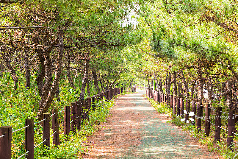 韩国江陵松树路景观图片素材