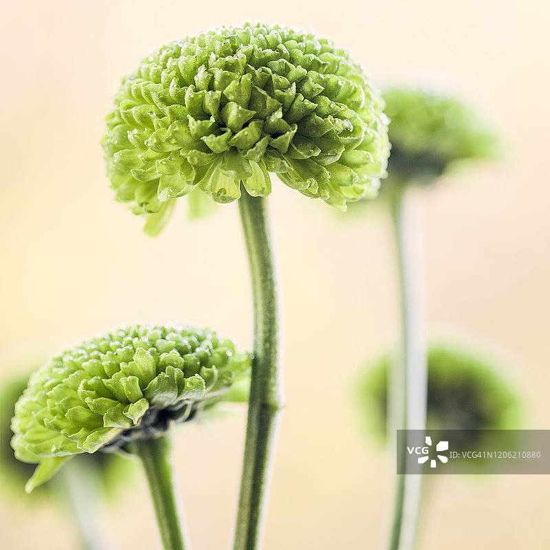 菊花特写图片素材