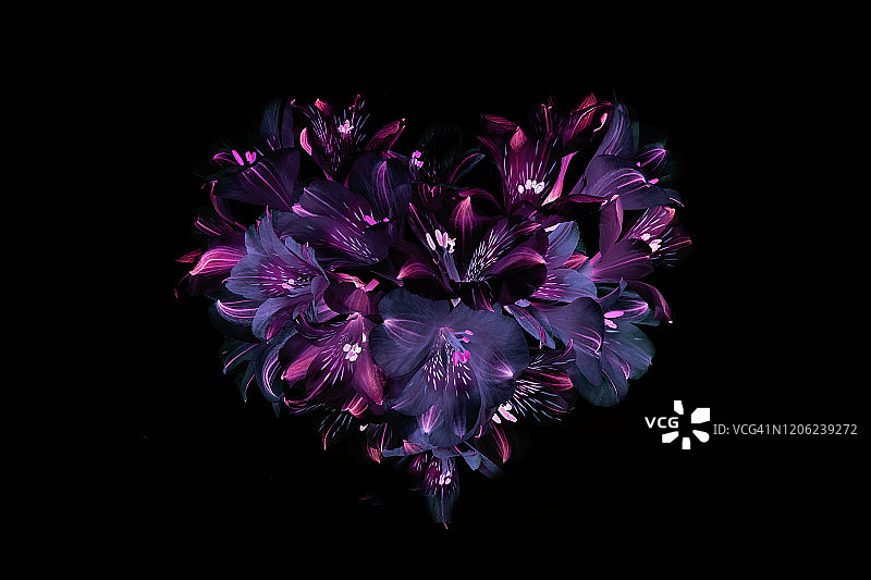 秘鲁百合花心形排列特写图片素材