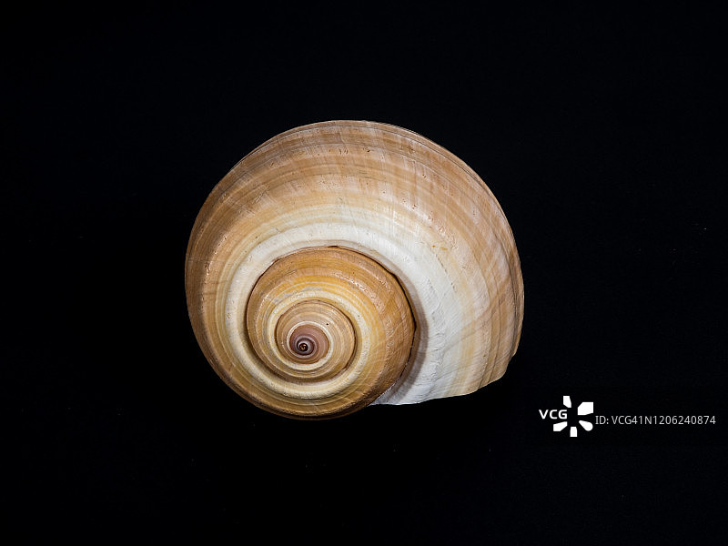 黑色背景上的海螺图片素材