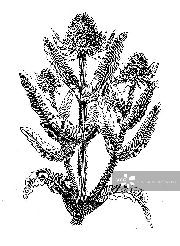 古董植物插画：菜蓟图片素材
