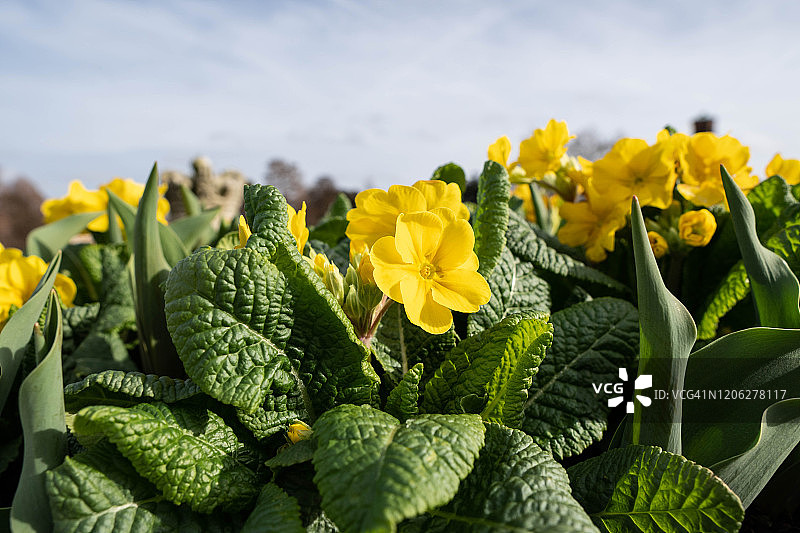 伦敦邱园植物园中的黄色花朵图片素材