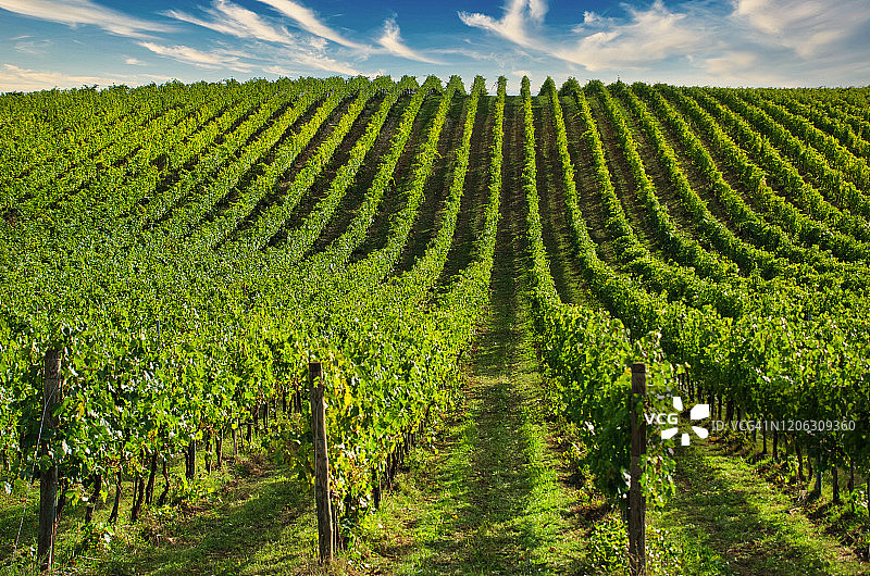 意大利乡村的葡萄园图片素材