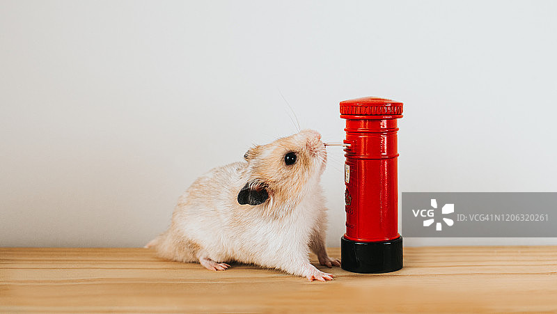 仓鼠寄信图片素材