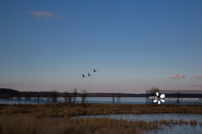 鹅群飞过河流图片素材