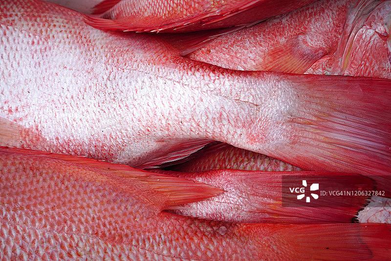 新鲜红鲷鱼特写图片素材