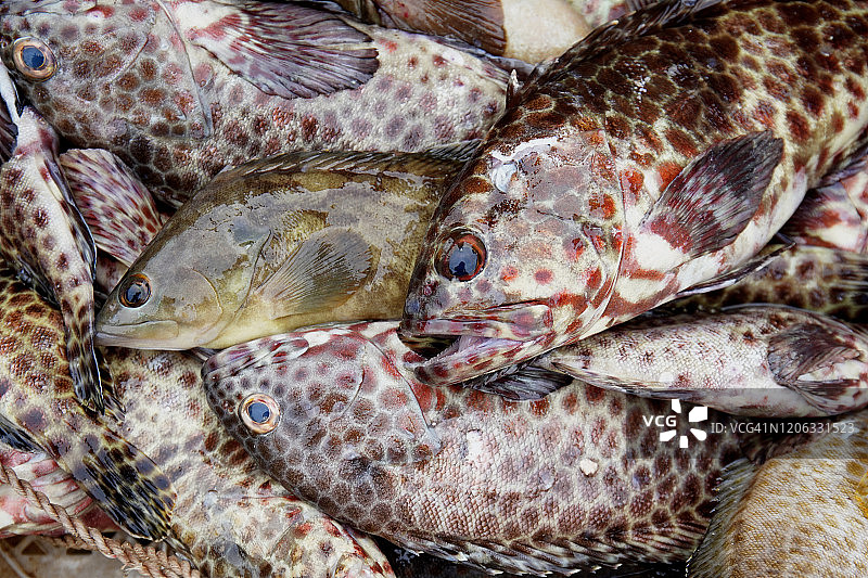 新鲜石斑鱼图片素材
