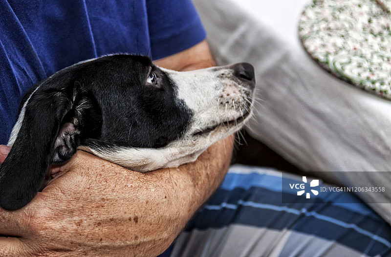 获救幼犬被拥抱图片素材
