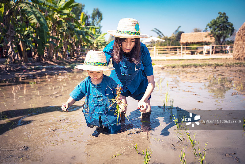 中国母亲和男宝宝在稻田插秧图片素材