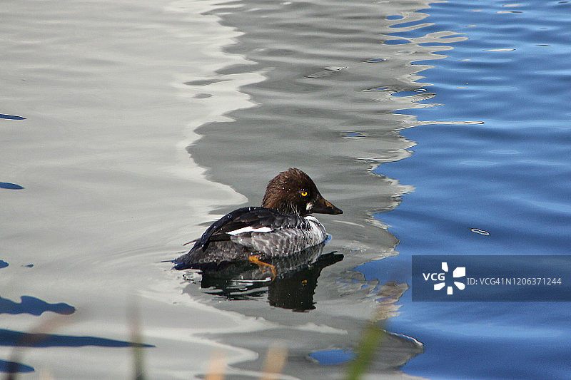 普通秋沙鸭图片素材