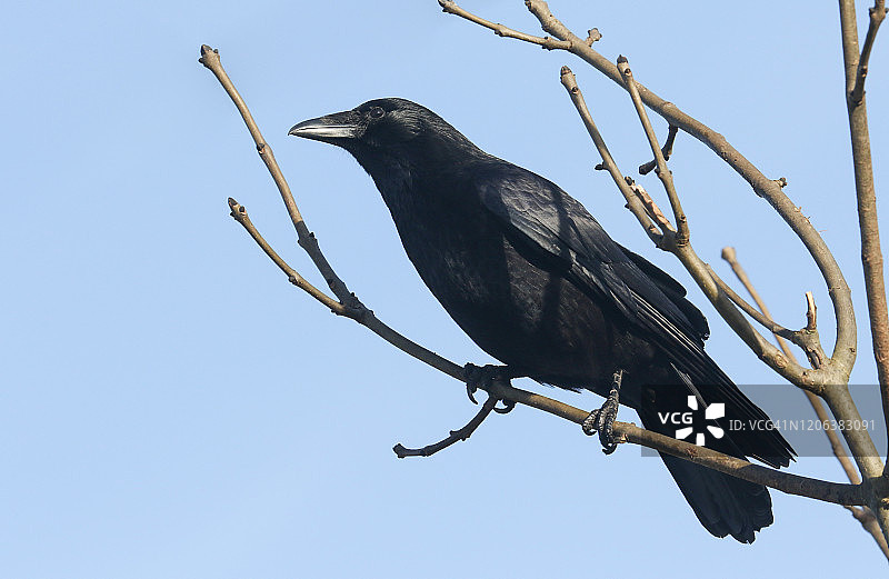 一只令人惊叹的食腐乌鸦，Corvus corone，栖息在一棵白蜡树的树枝上。图片素材