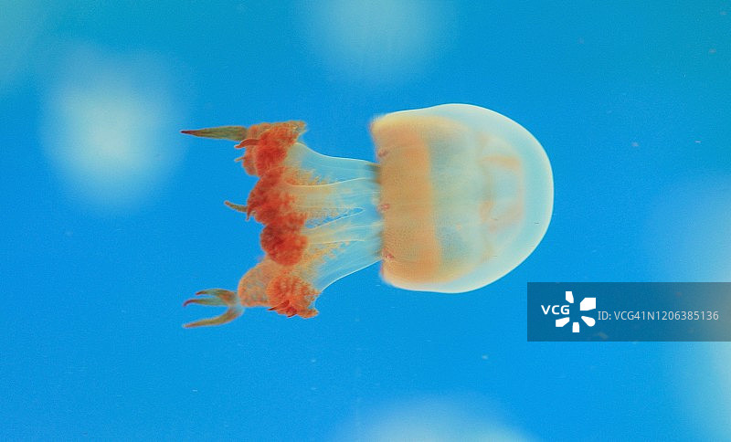 水族箱中水母的微观特写图片素材