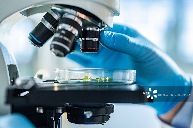用显微镜检查植物特写图片素材