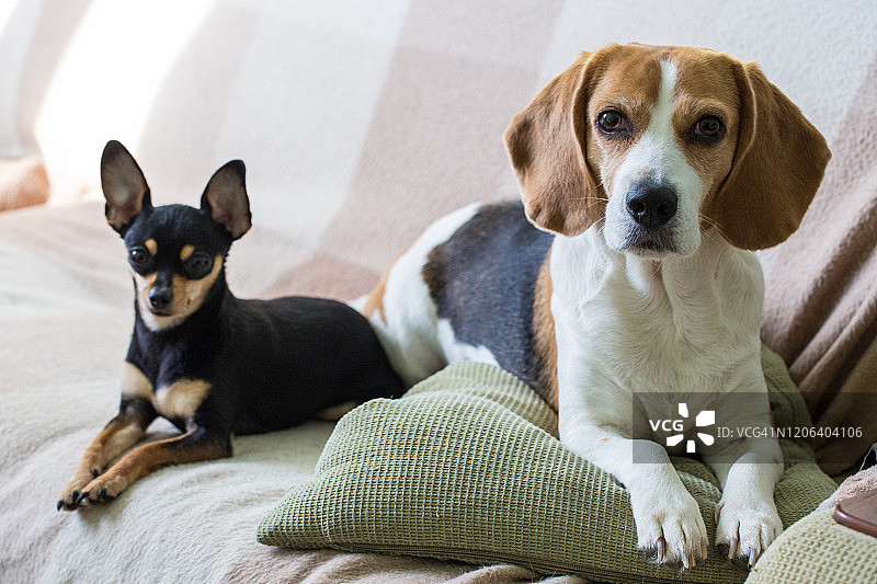 比格犬和俄罗斯玩具犬图片素材