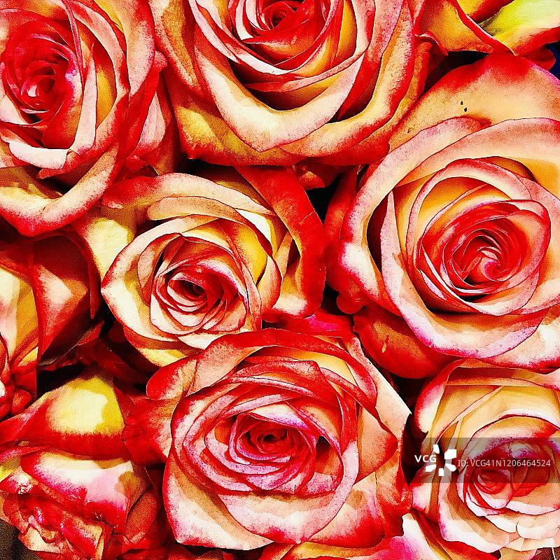 情人节玫瑰图片素材