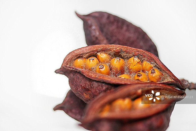 黄色种子图片素材