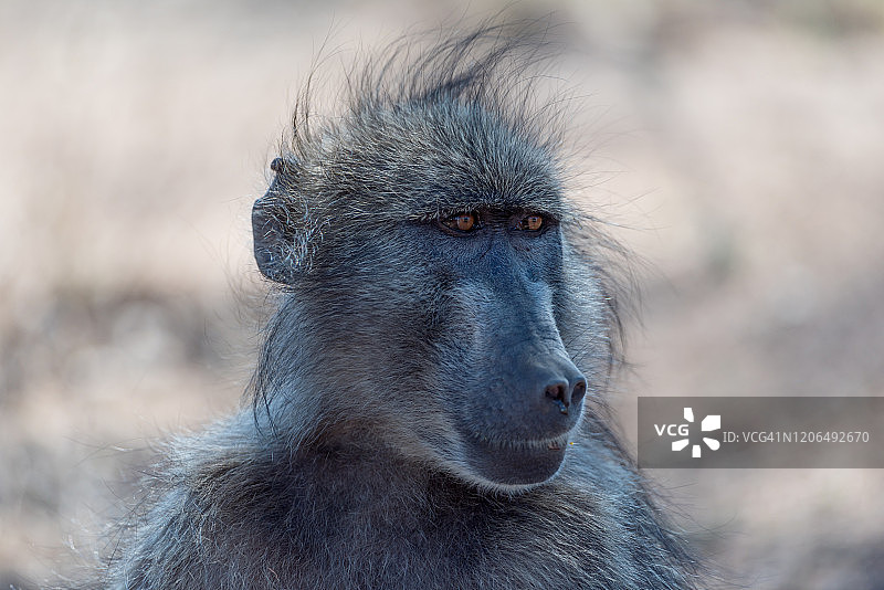非洲荒野中的狒狒图片素材